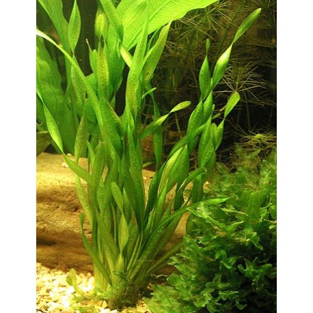 Vallisneria Torta