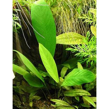Anubias congensis