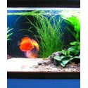 Vallisneria nana