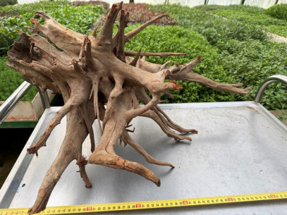 Kořen Kongo wood č.1