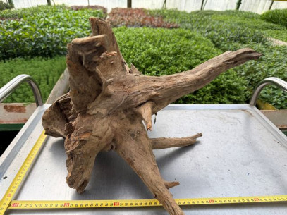 Kořen Kongo wood č.2