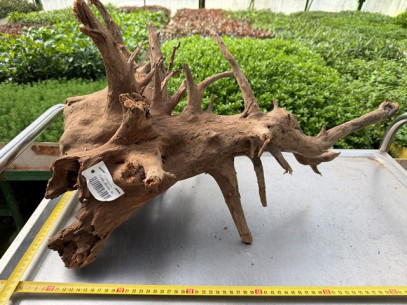 Kořen Kongo wood č.3