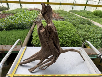 Kořen Kongo wood č.3