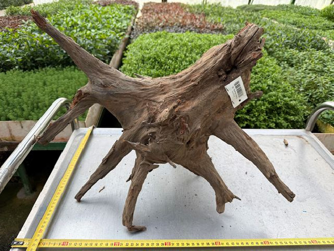 Kořen Kongo wood č.6