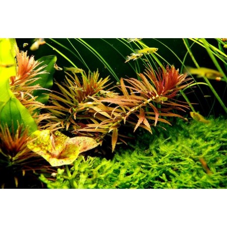 Vallisneria nana