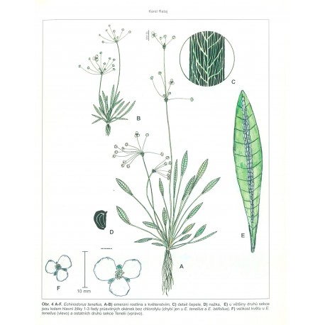 Echinodorus tenellus