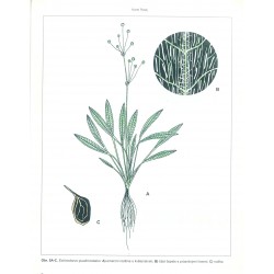 Echinodorus quadricostatus 2
