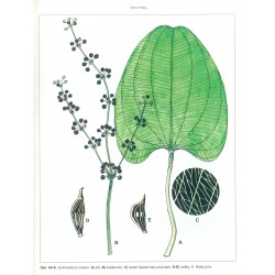 Echinodorus scaber 2