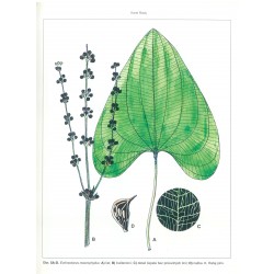 Echinodor macrophyllus 2