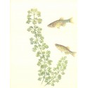 Limnophila sessiliflora
