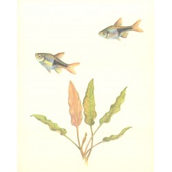 Cryptocoryne becketii 2