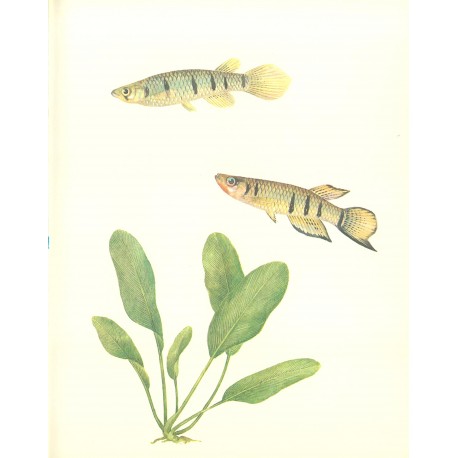 Anubias barteri nana