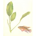 Anubias congensis