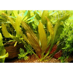 Echinodorus Rubin 2