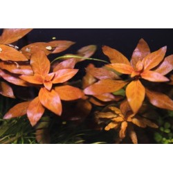 Ludwigia repens 2