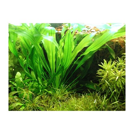 Echinodorus horemani