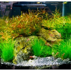 Ludwigia arcuata 2