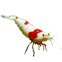 Krevetky